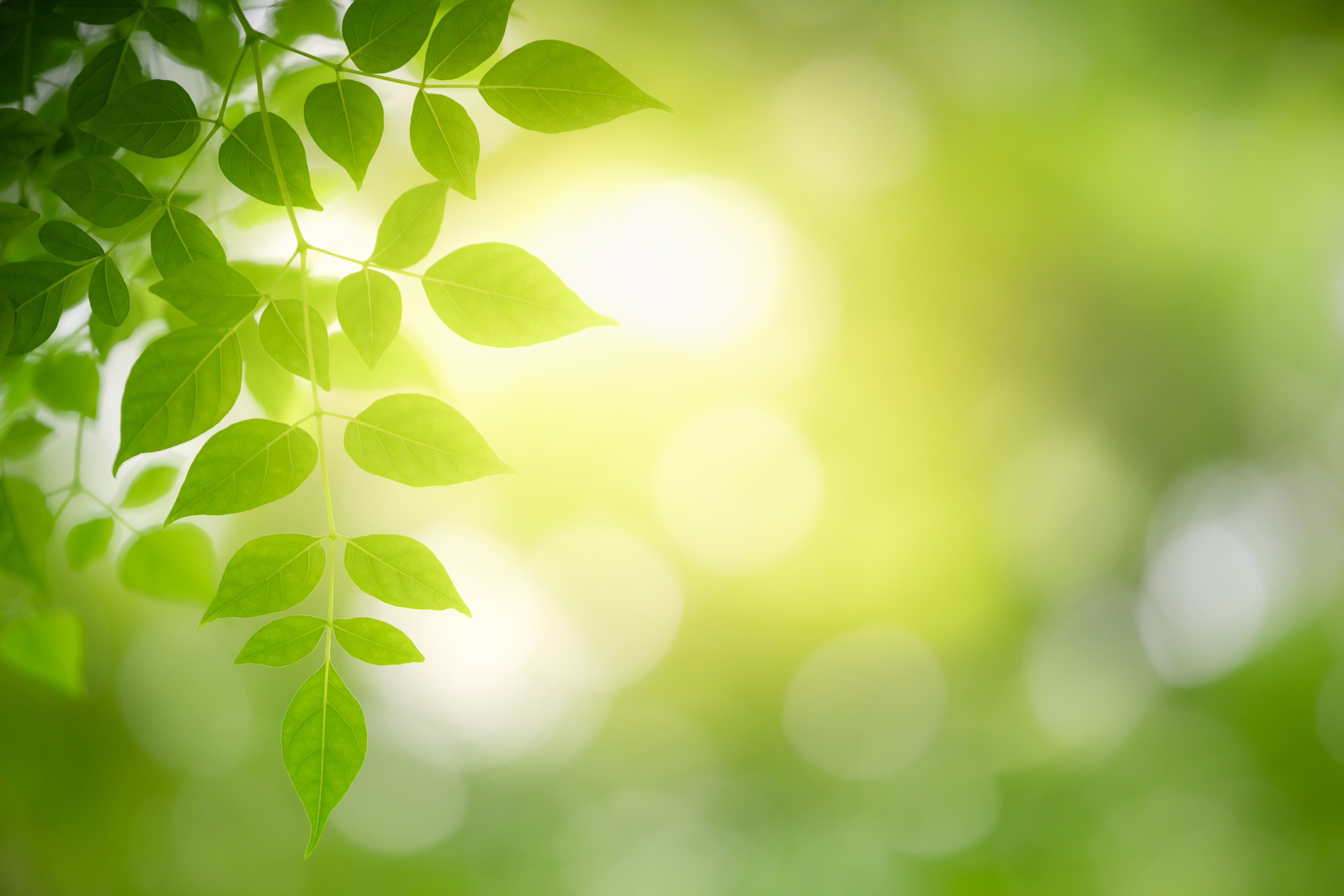 green leaf on blurred greenery background